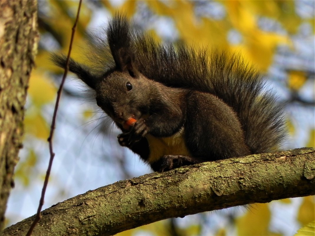 белка мачжурская - Ольга Романова белка мачжурская - Ольга Романова