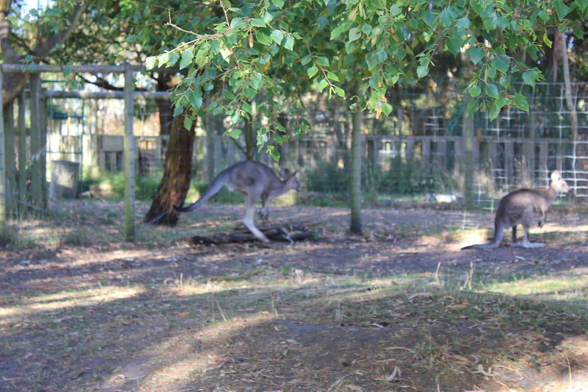 ... - Olga ... - Olga