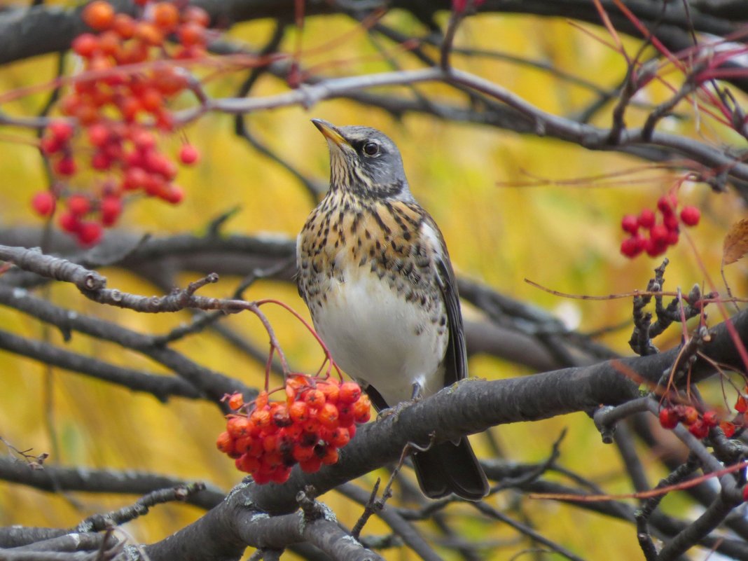 Дрозд-рябинник - Ната Волга Дрозд-рябинник - Ната Волга