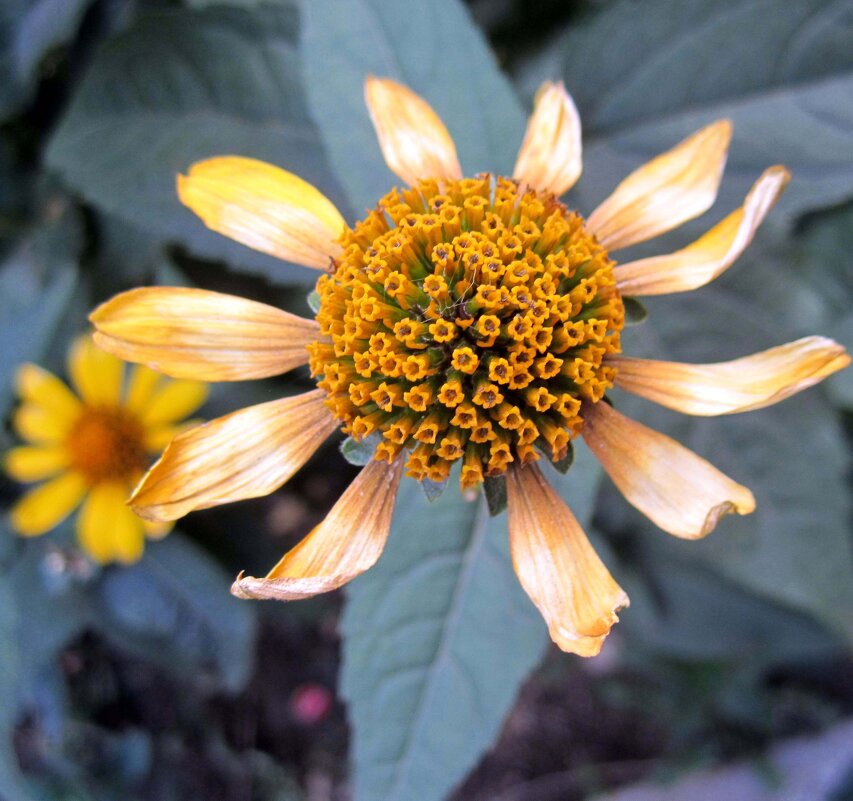 - - - София - - - София