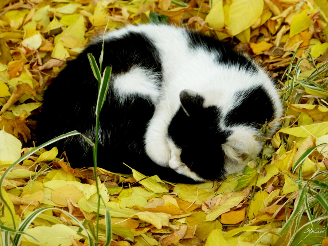 Холодно - Raduzka (Надежда Веркина) Холодно - Raduzka (Надежда Веркина)