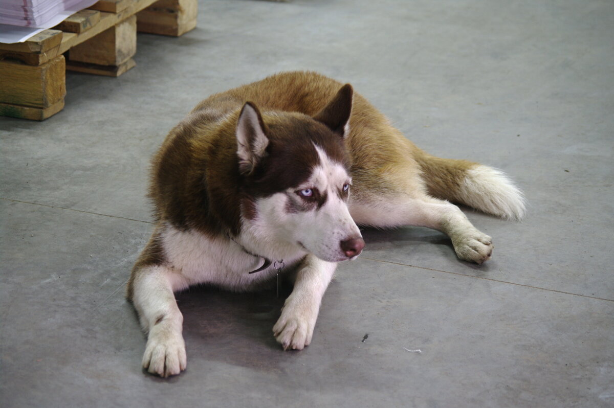 Аякс - Артемий 