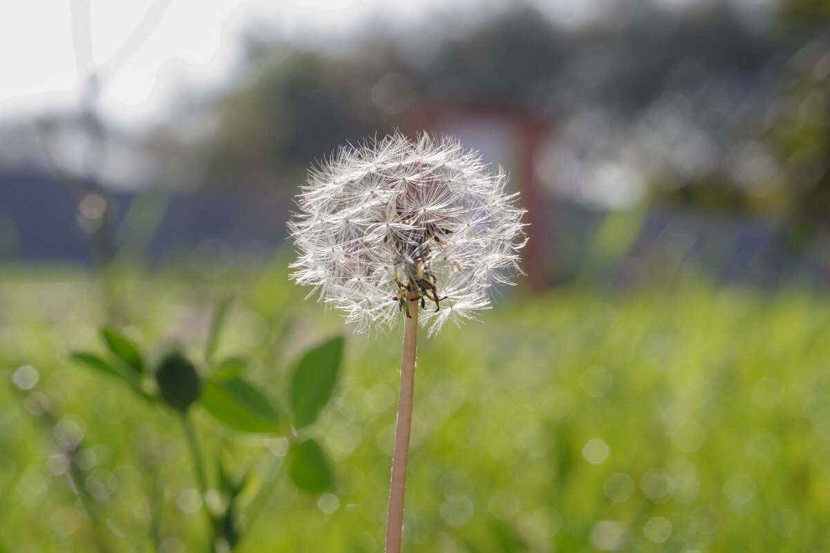 Осеннее макро - Виталий Немченко Осеннее макро - Виталий Немченко