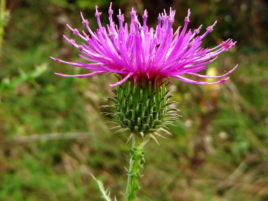 Осенний Carduus pseudocollinus (Schmalh.) Klokov (семейство Asteraceae)Чертополох ложнохолмовой - vodonos241 