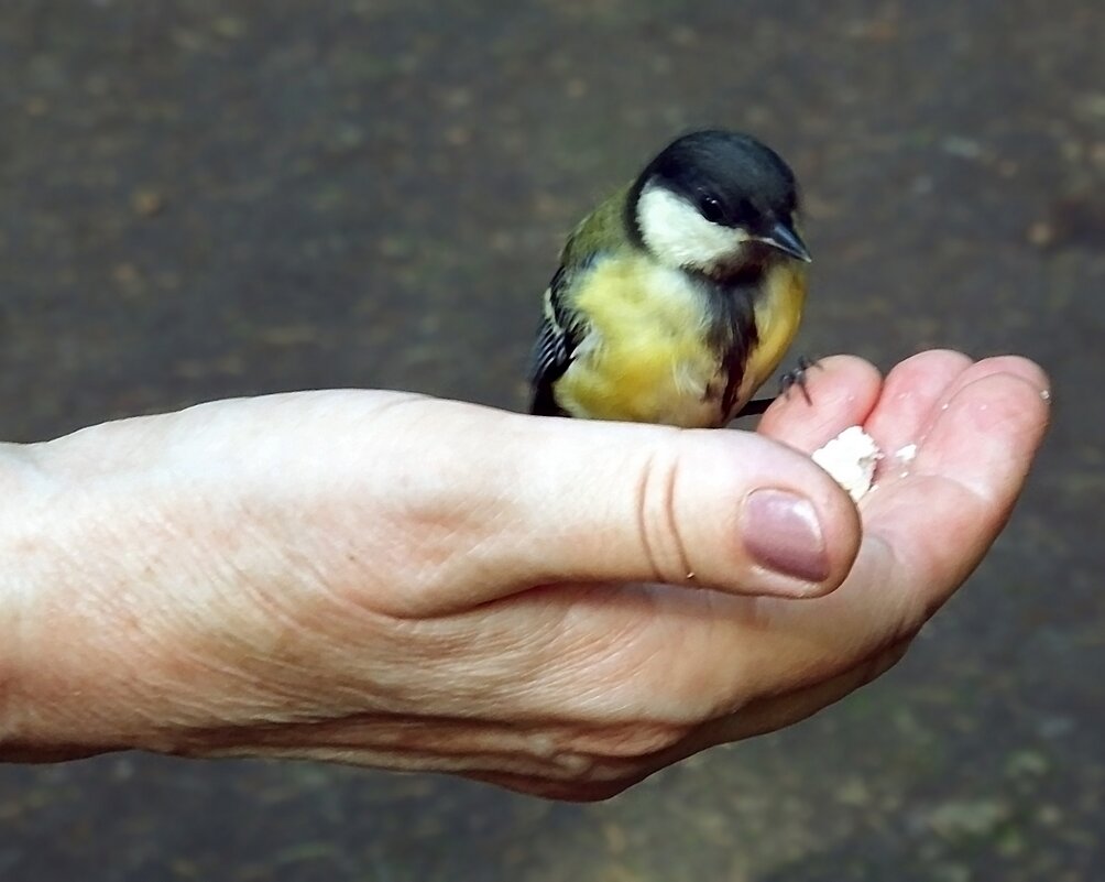 Ручная синичка - Ольга И