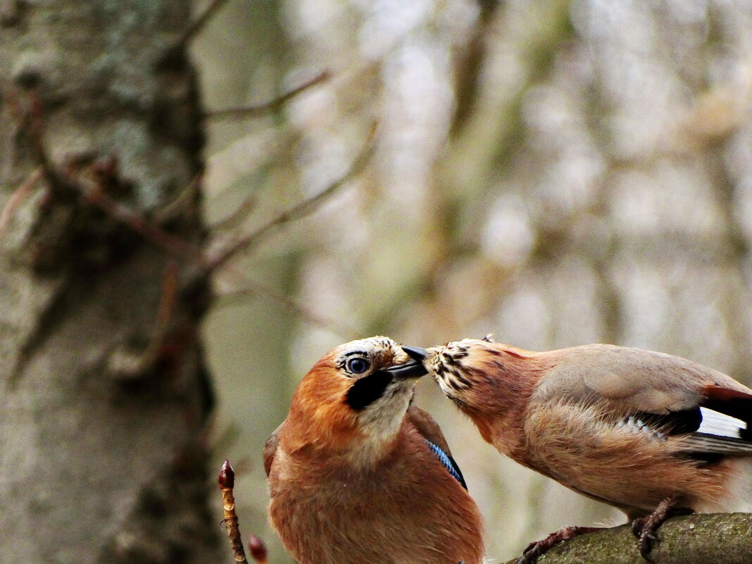 Со́йка (также обыкновенная сойка; также кареза[1]; лат. Garrulus glandarius) - vodonos241 