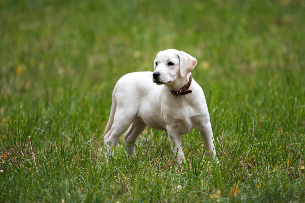 *** - Владимир Безбородов