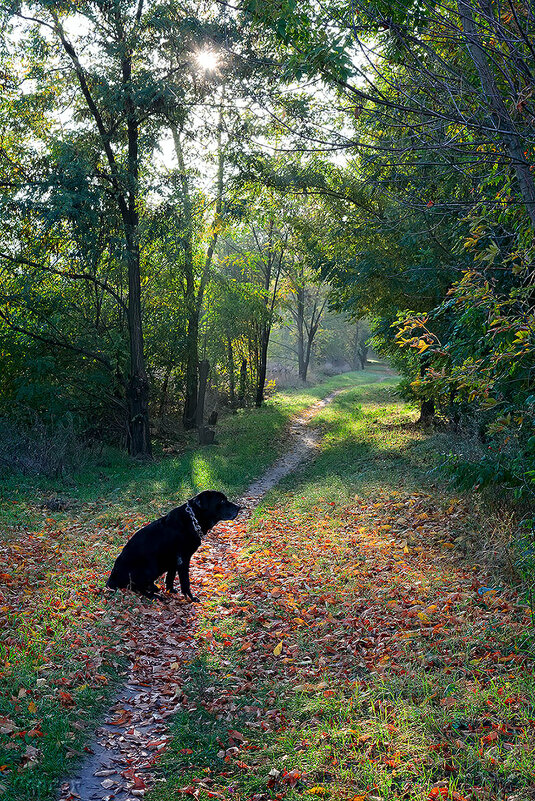 Осень, осень, ну давай у листьев спросим... - Александр 