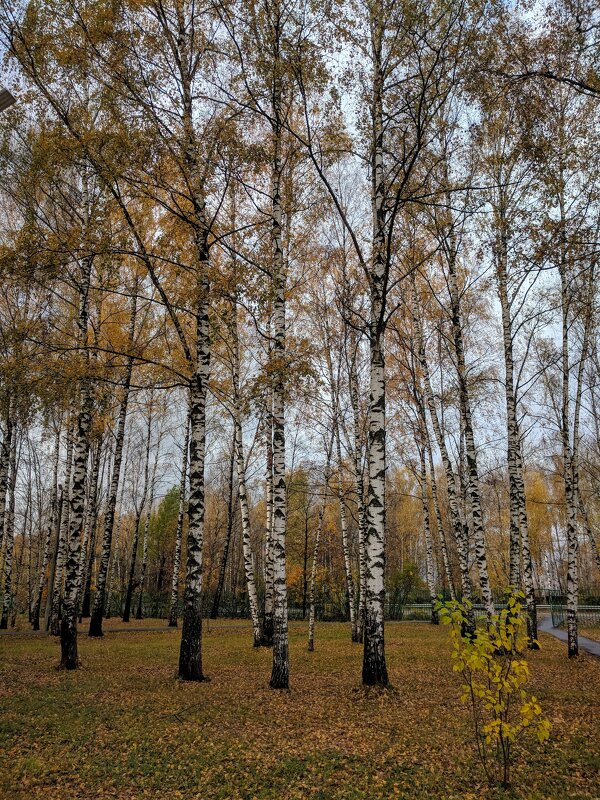 В осеннем наряде - Марина Птичка