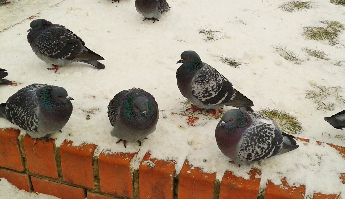 === - Владимир 