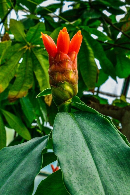 alpinia purpurea - Георгий А