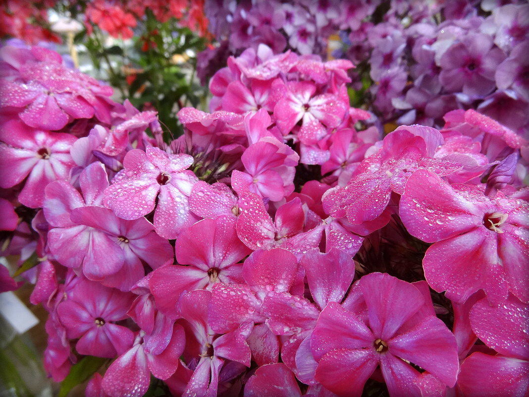 Флоксы.. - emaslenova 