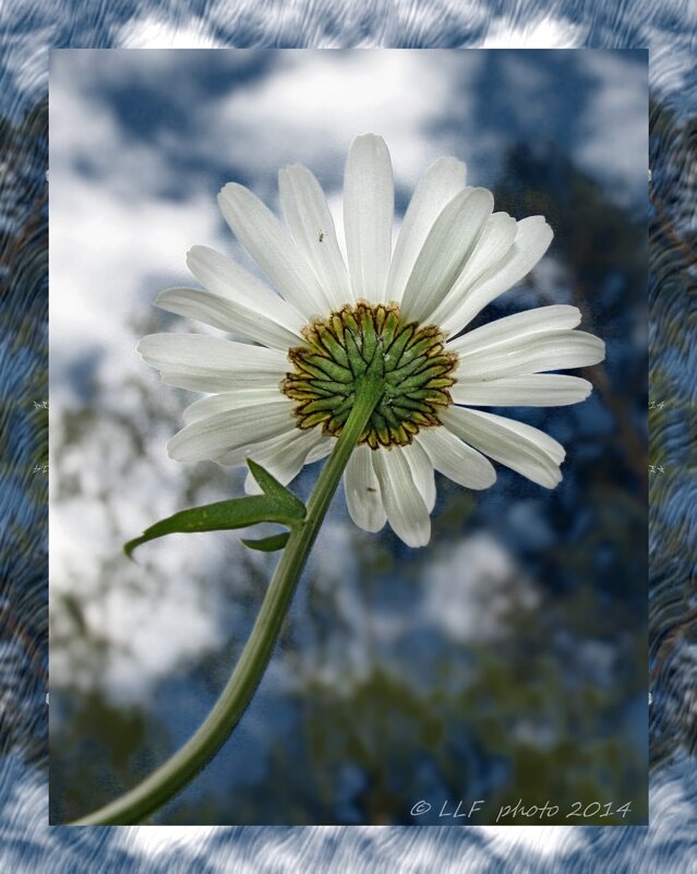 Открытки. - Liudmila LLF