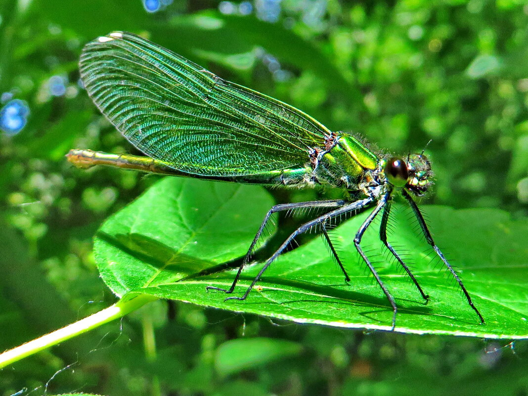 .  Самка.Красотка блестящая (лат. Calopteryx splendens) - vodonos241 