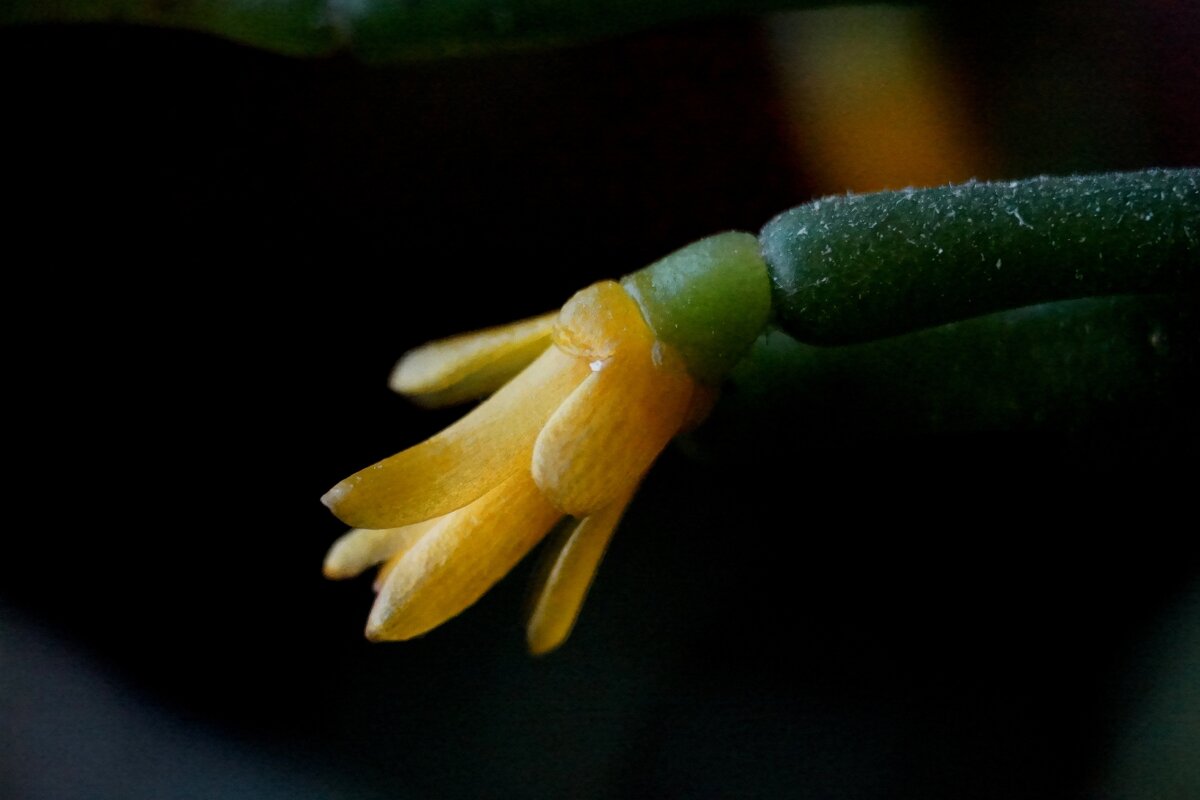 Цветет... - ВАЛЕРИЙ 