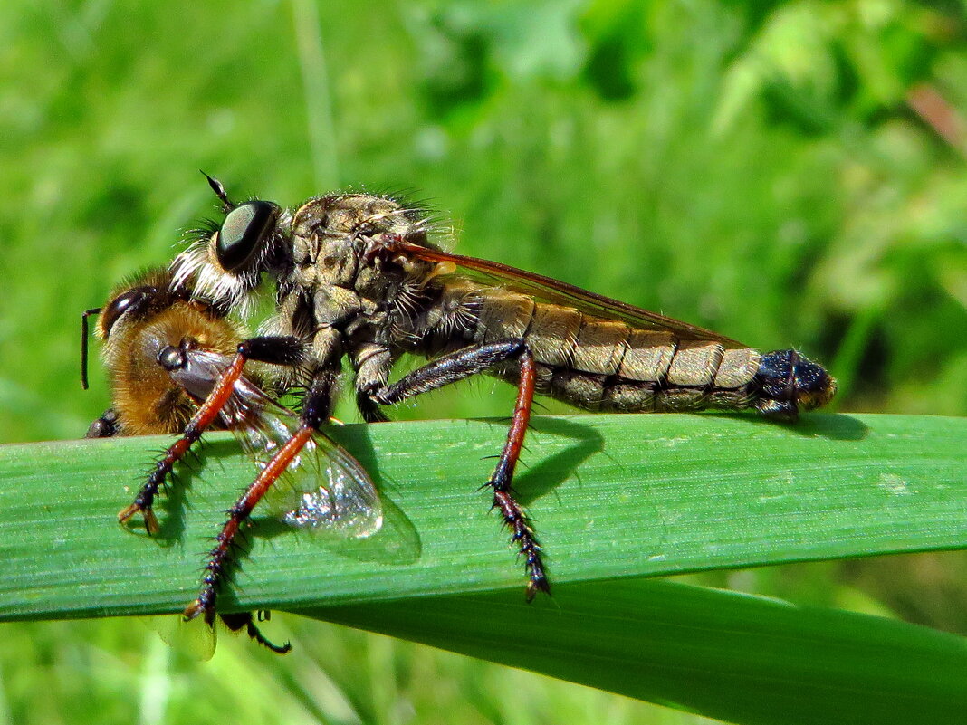 Ктырь с добычей. Ктырь (лат. Asilidae) - vodonos241 