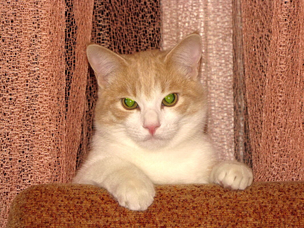 Любимец Персик - Николай Любимец Персик - Николай