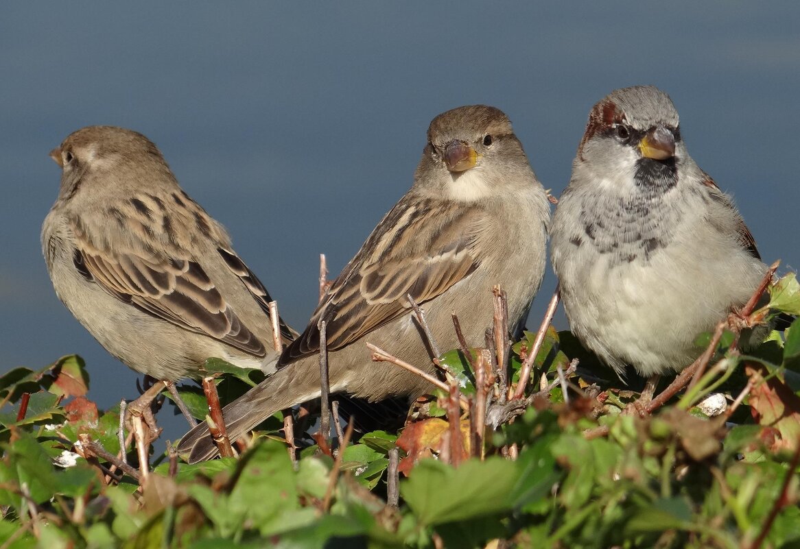 Всё не могу ни как определиться... - SELENA4950 