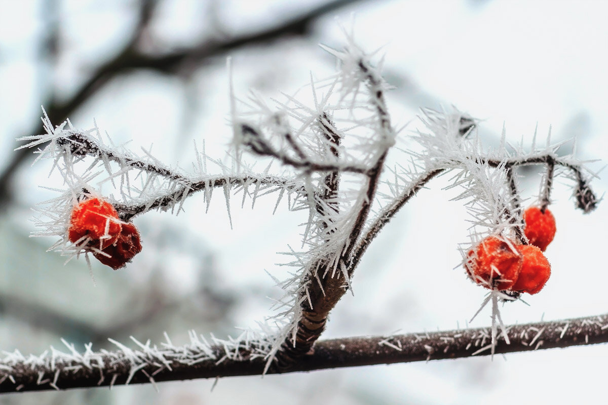 Иглы.. - Юрий Стародубцев