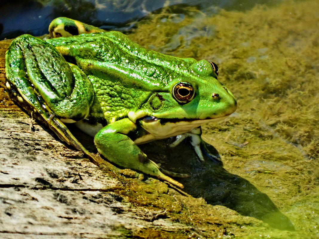 Озёрная лягу́шка (лат. Pelophylax ridibundus) - vodonos241 