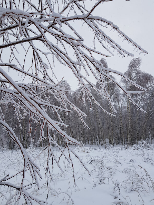 Снежные грозди - Ольга 