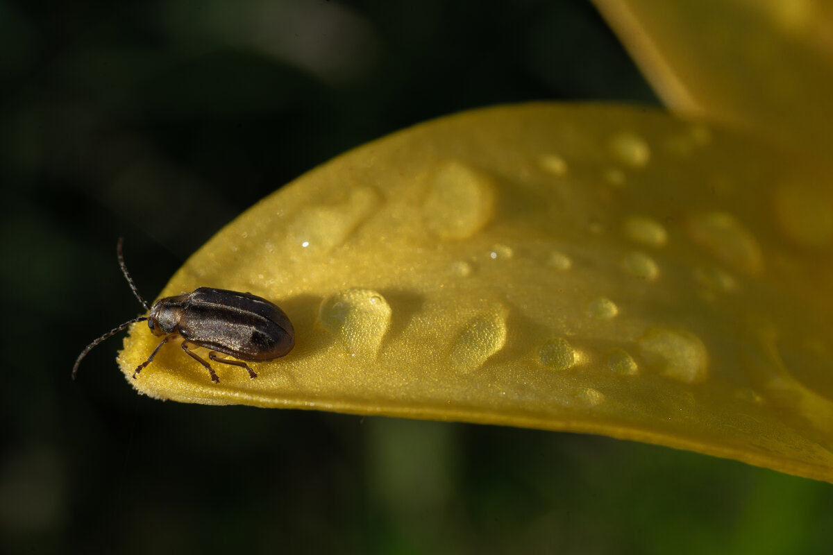 Испить росы , совсем чуток, жучок забрался на листок ... - Александр Ковальчук Испить росы , совсем чуток, жучок забрался на листок ... - Александр Ковальчук