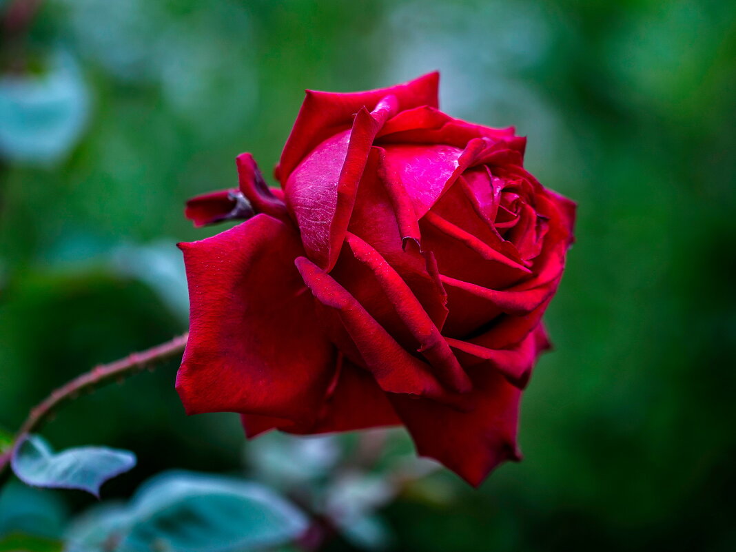 Роза - gribushko грибушко Николай