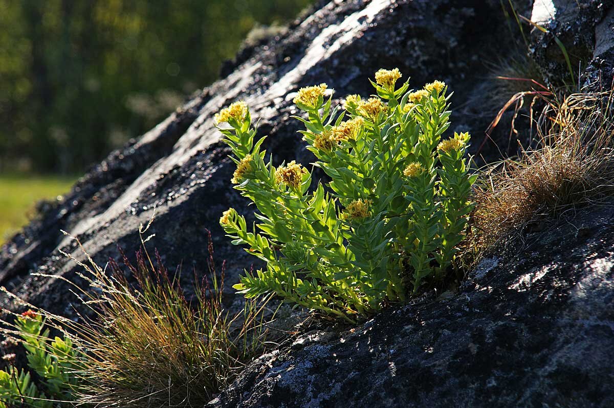 Золотой корень - родиола розовая (Rhodiola rosea) - Сергей Курников