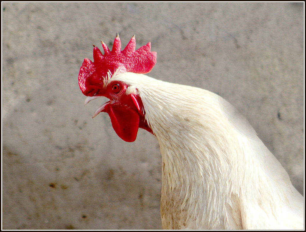 Ку ка ре ку! - Ольга Митрофанова