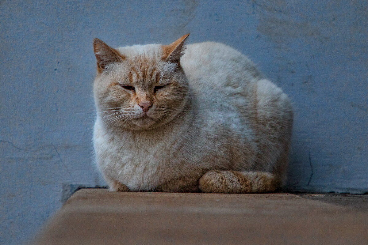 Утренний кот. - Анатолий. Chesnavik.