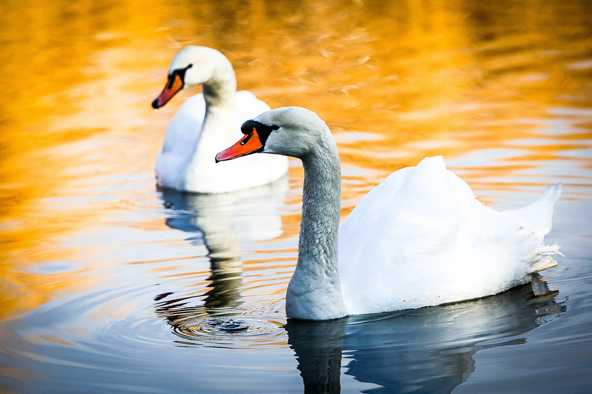 Лебединый дует. - Сергей Ермишкин Лебединый дует. - Сергей Ермишкин