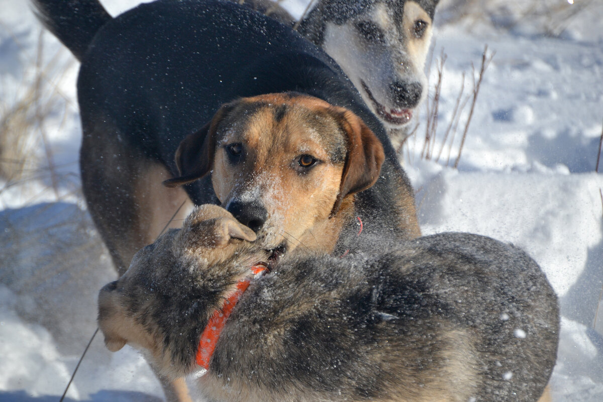 Игра - Елена Глебова