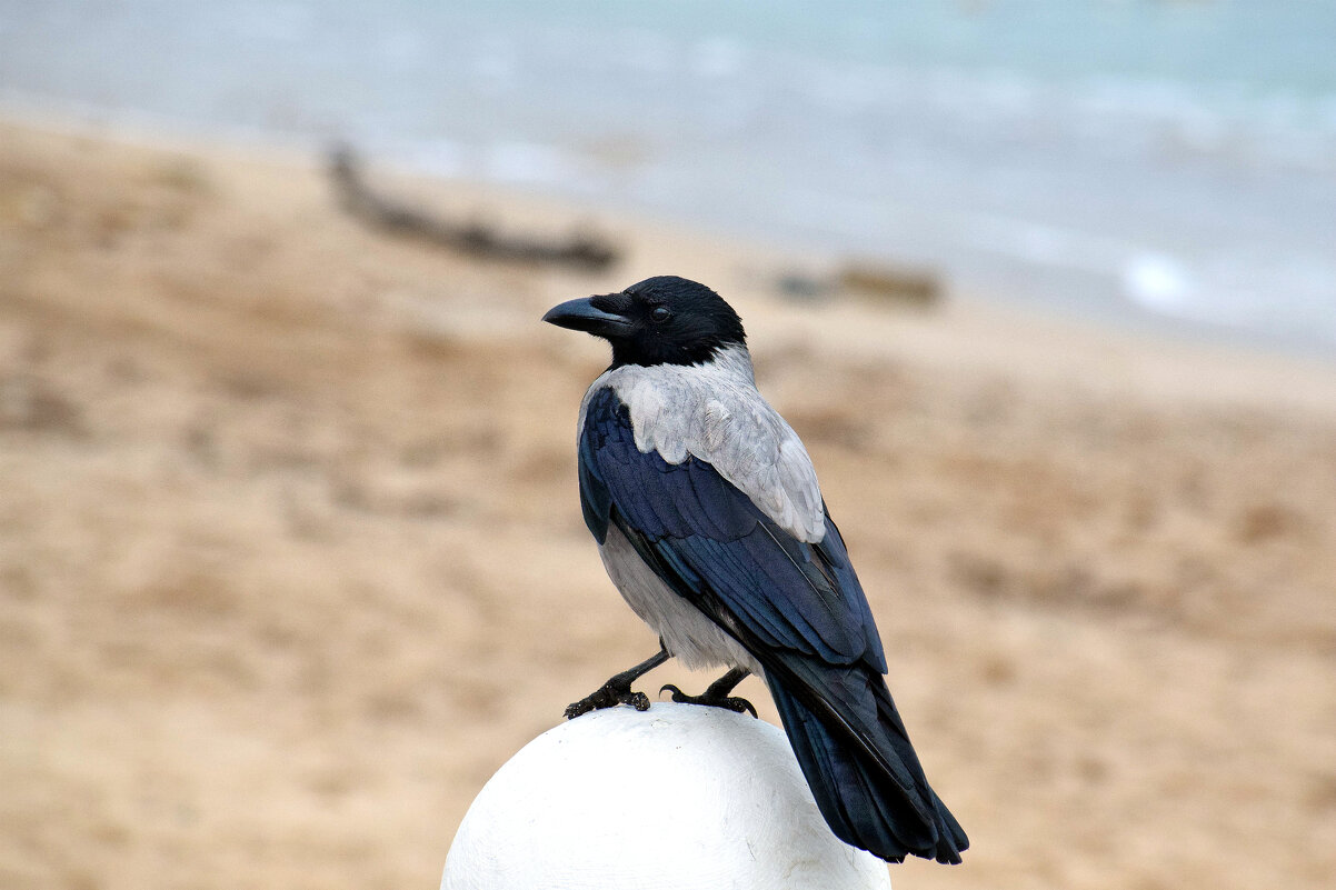 И вороны любуются морем. - Татьяна Помогалова