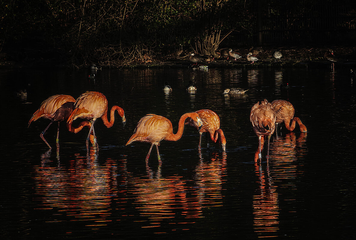 ***** - Alexander Andronik ***** - Alexander Andronik