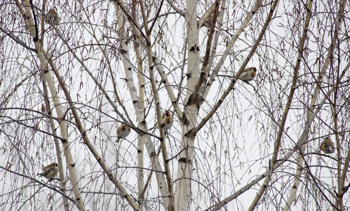 щеглы прилетели - оксана 