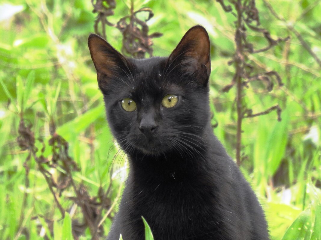 Кошка ,которая гуляет сама по себе ..(встреча в лесу) Котопортрет - Гала 