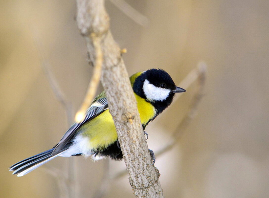 В ожидании семечек... - Татьяна Н.