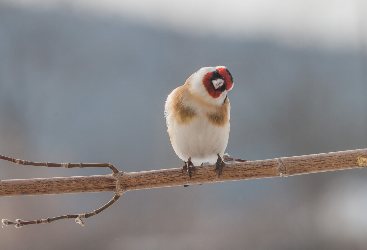 Щегол - Анатолий Соляненко Щегол - Анатолий Соляненко