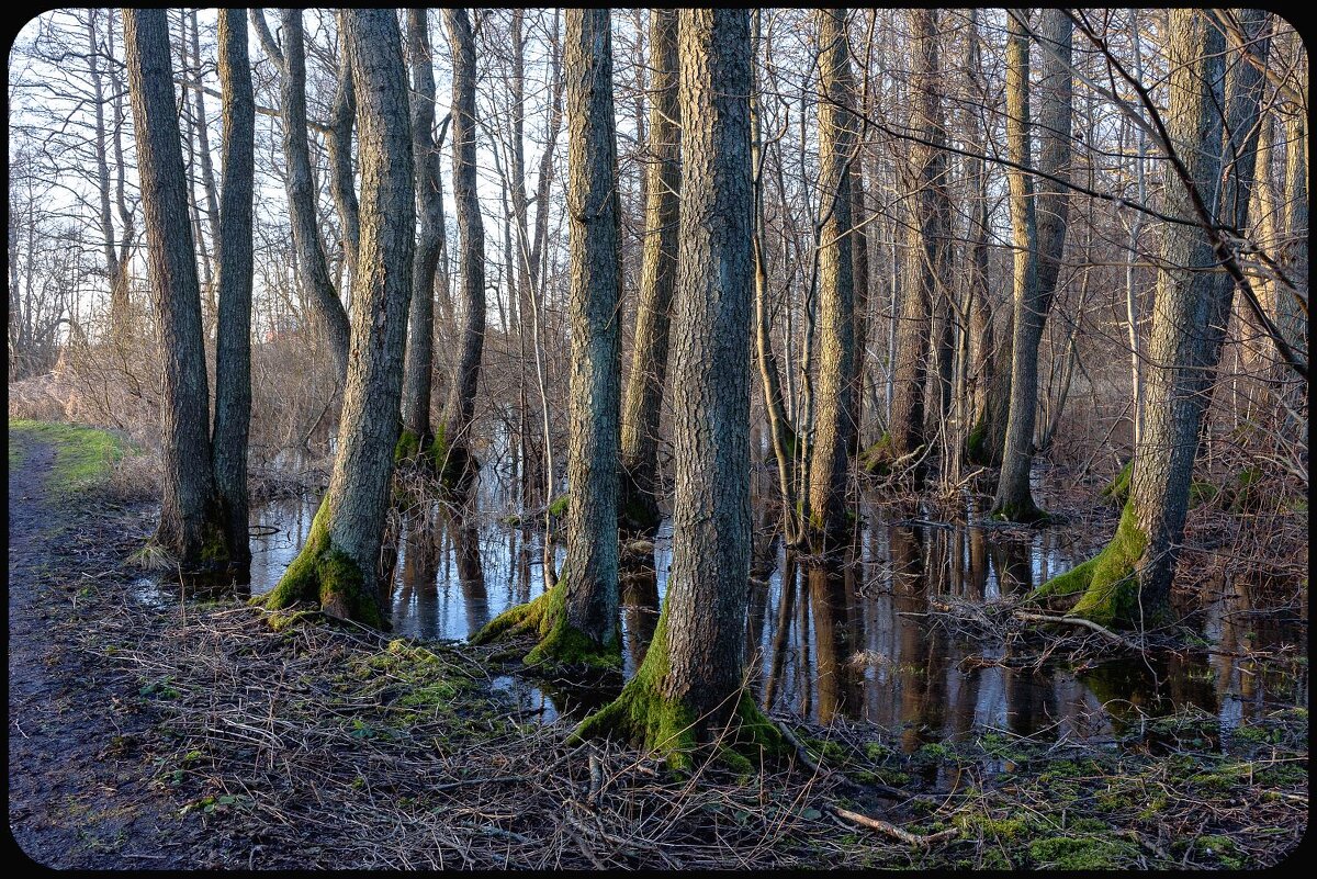 Kakumäe rand. 24.02.2020. - Jossif Braschinsky