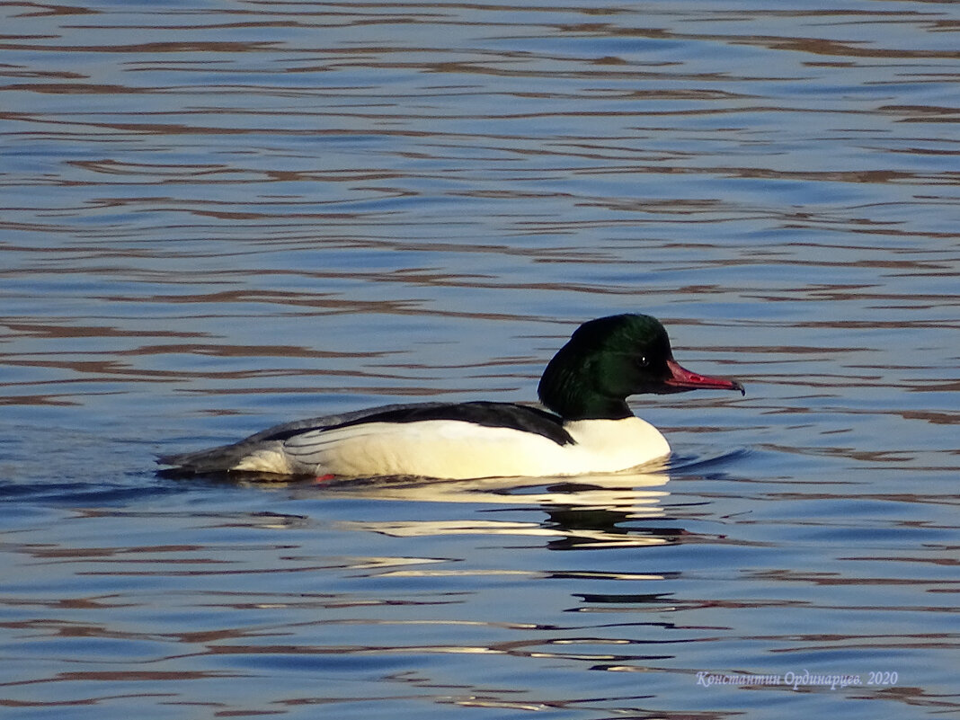 Большой крохаль - Константин Ординарцев Большой крохаль - Константин Ординарцев