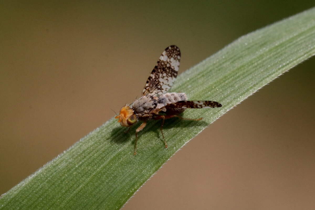 Муха-пестрокрылка (Tephritidae) - Павел Морозов