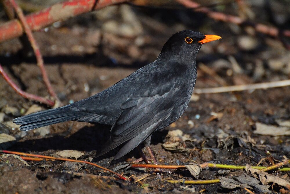 Чёрный дрозд (Turdus merula) - Иван 