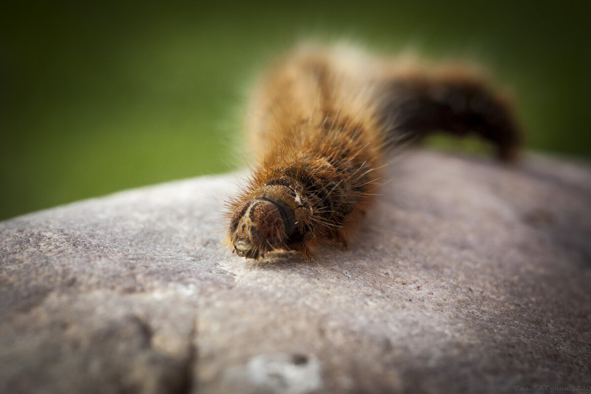 Caterpillar 2. - Alexandr Gunin