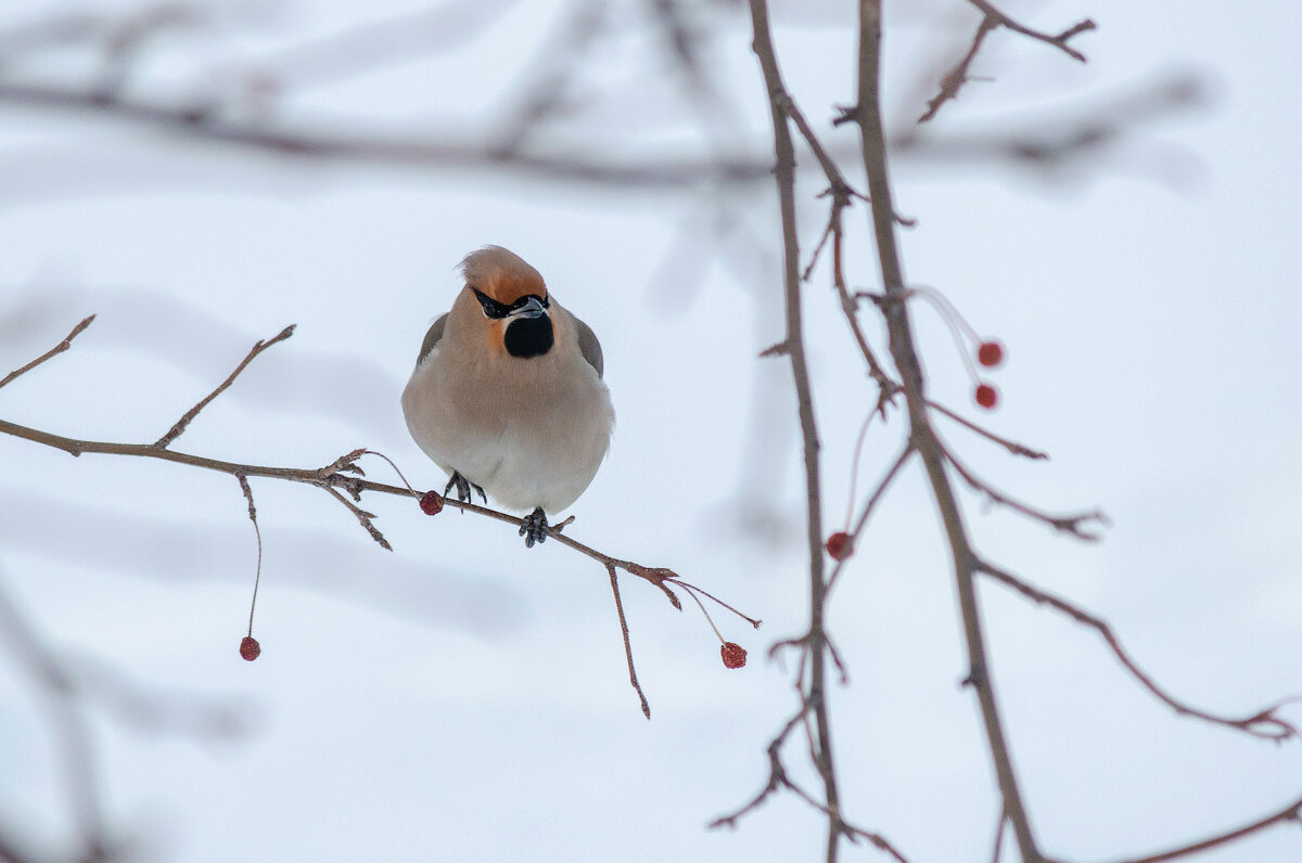 Свиристель. - Виктор Иванович Чернюк Свиристель. - Виктор Иванович Чернюк