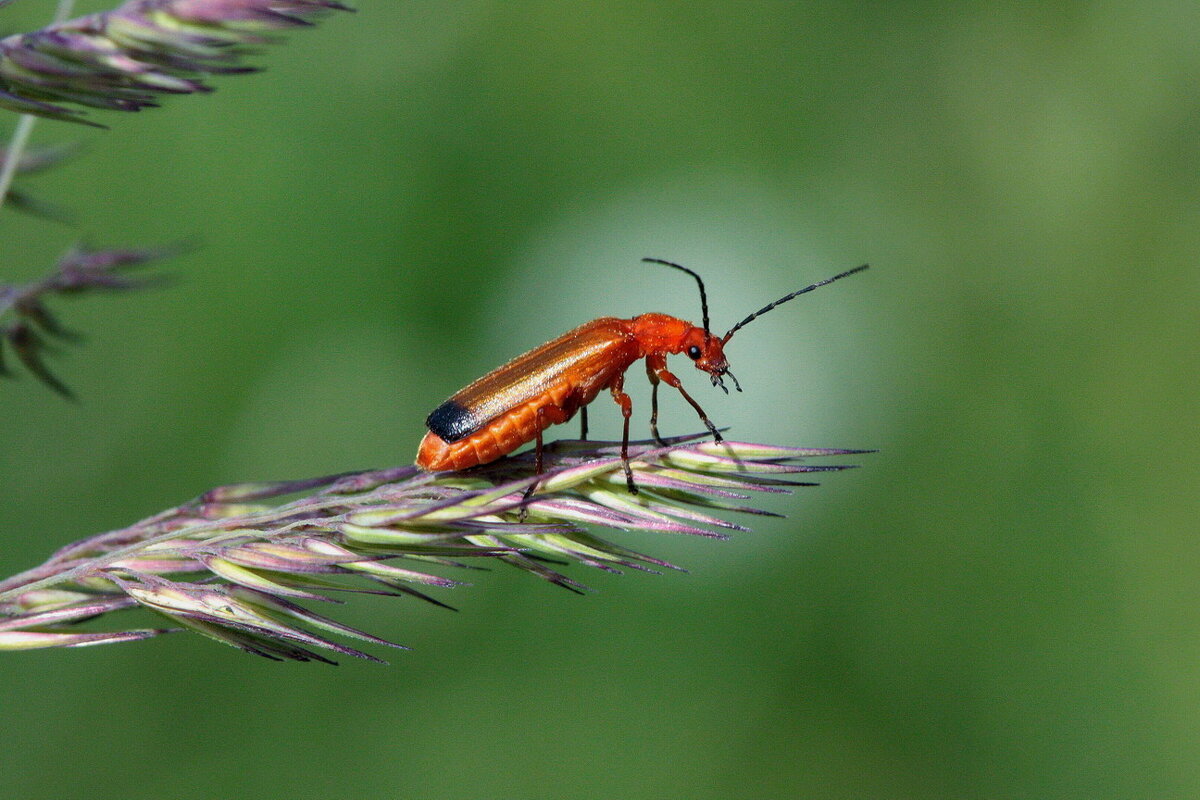 Мягкотелка рыжая (Rhagonycha fulva (Scopoli, 1763)) - Павел Морозов