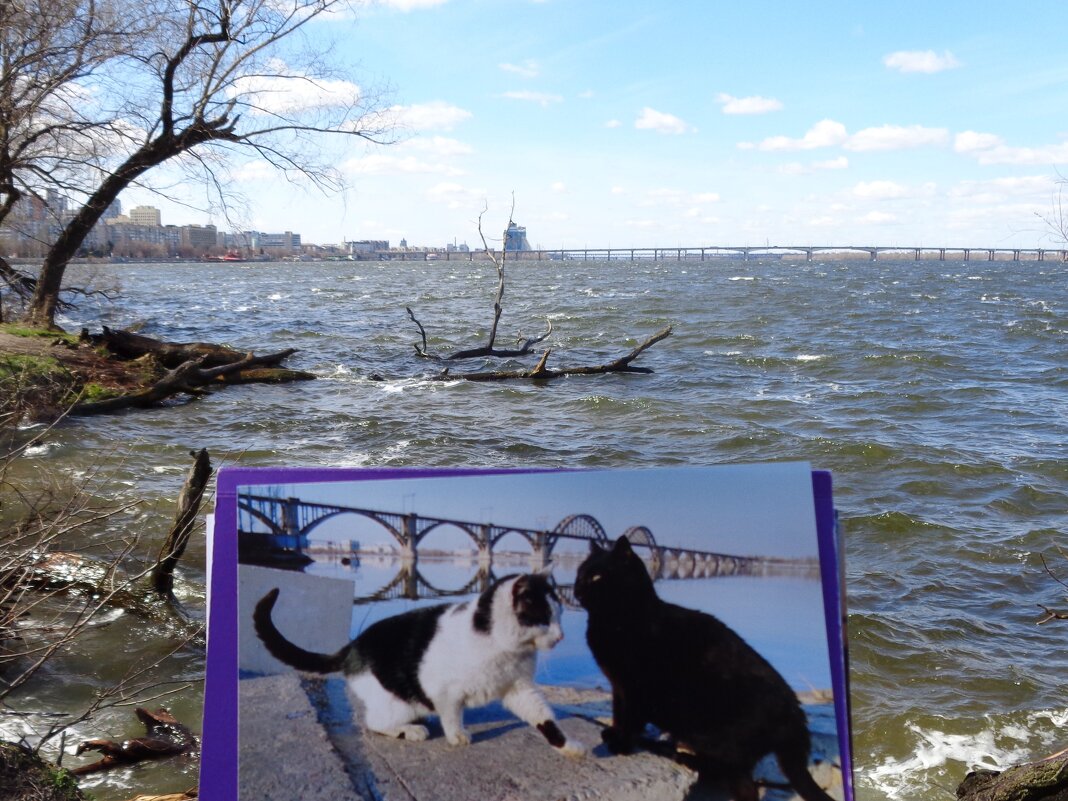 Кошкам тоже сняться сны. - Alex Aro Aro Алексей Арошенко Кошкам тоже сняться сны. - Alex Aro Aro Алексей Арошенко