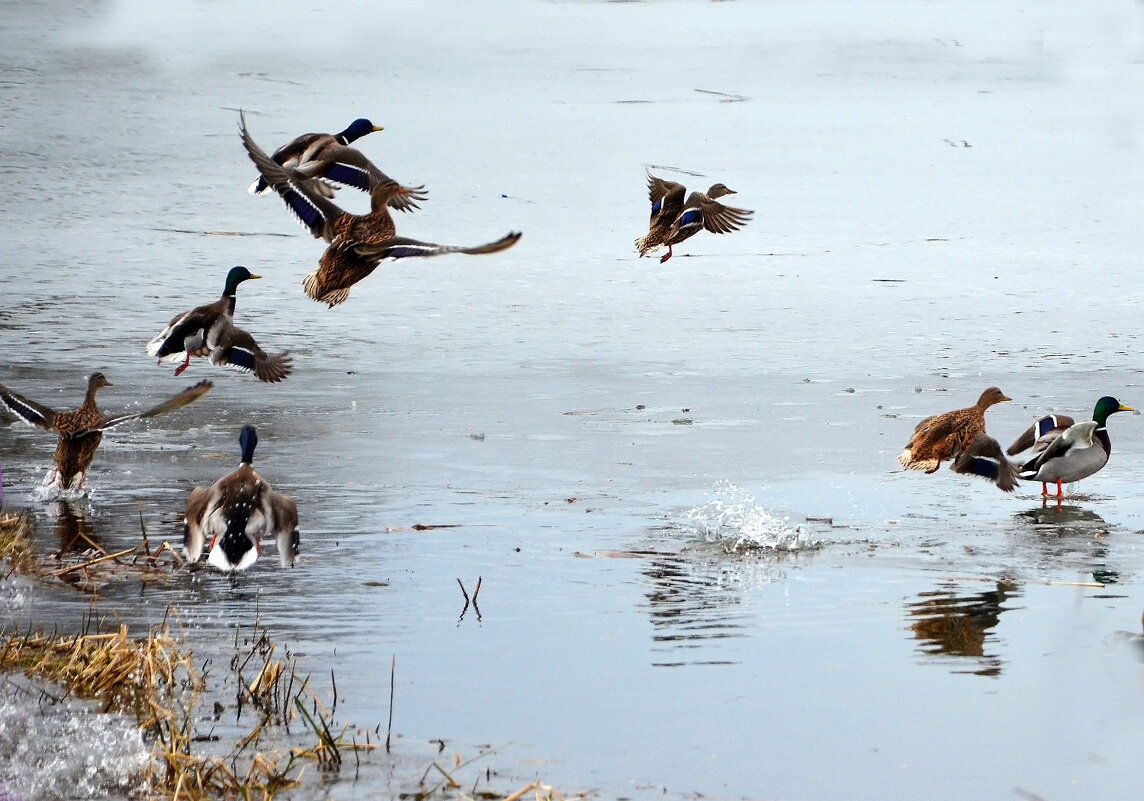 ПЕРЕПОЛОХ! - Валентина Нефёдова ПЕРЕПОЛОХ! - Валентина Нефёдова