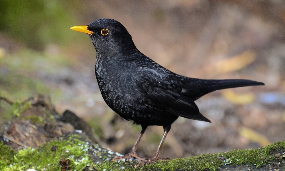 Чёрный дрозд (Turdus merula) - Иван 