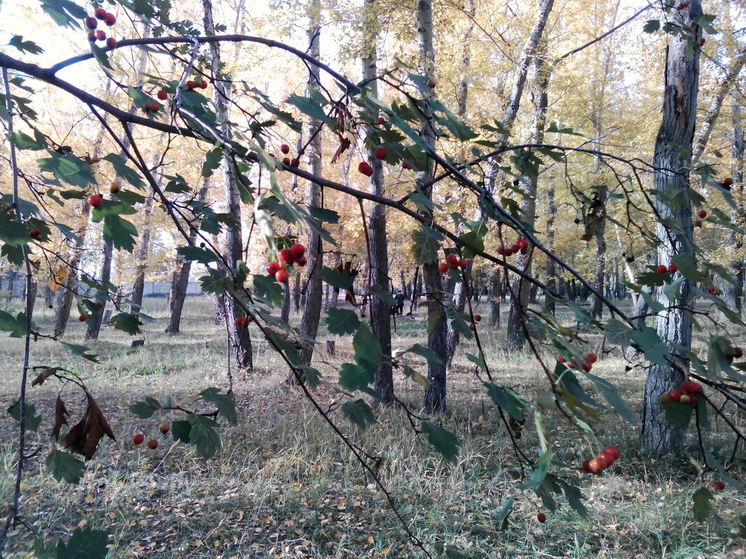 Осенний сахар... - Георгиевич 