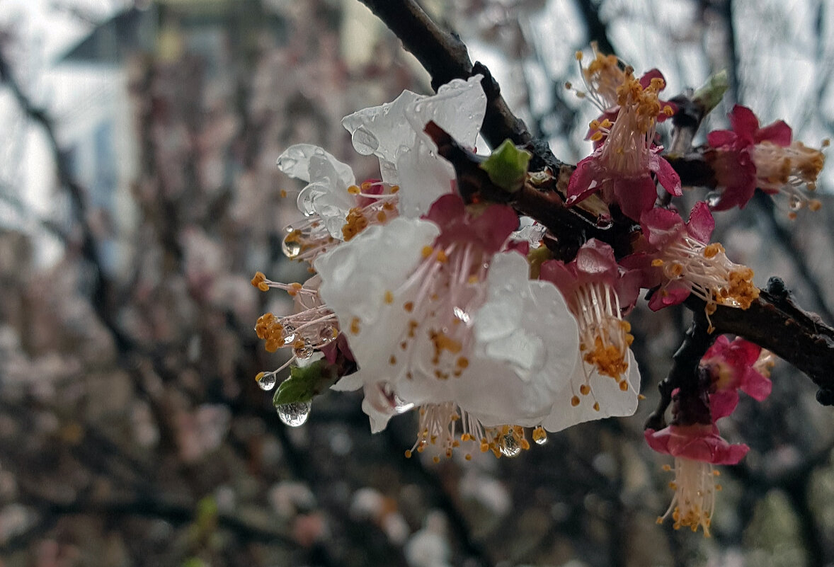 После снегопада мартовского - Наталья (D.Nat@lia) После снегопада мартовского - Наталья (D.Nat@lia)